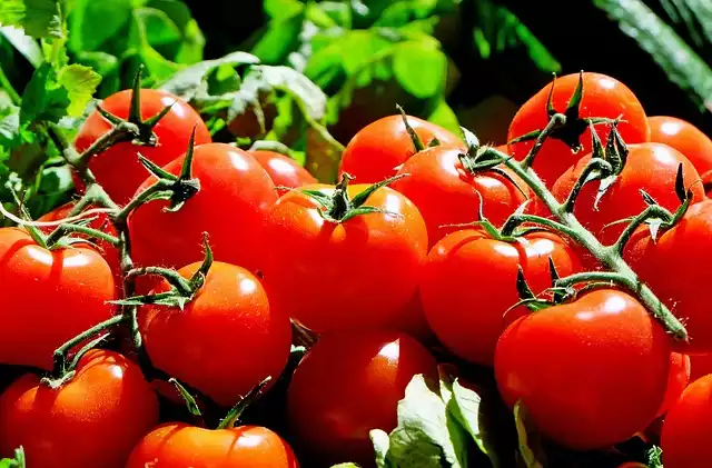 Grow Organic Tomatoes