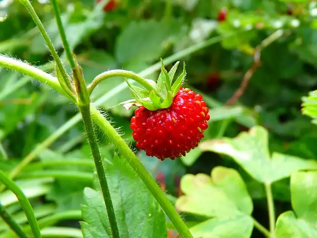 Growing Strawberries Easy Garden Care