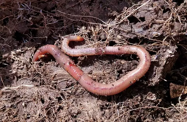 Vermicomposting