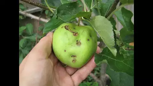 Preventing Diseases in Fruit Trees