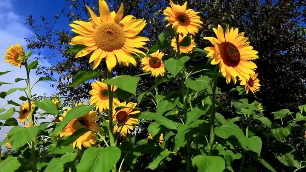 sunflower plant